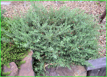 Eremophila Glabra Pancake