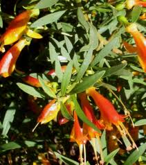 Eremophila Glabra Pancake