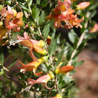 Eremophila Maculata Orange