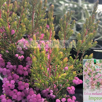 Erica melanthera Pink