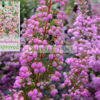 Erica melanthera Pink