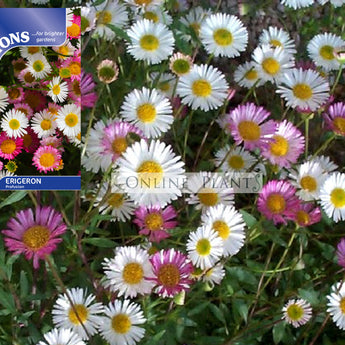 Erigeron karvinskianus Profusion