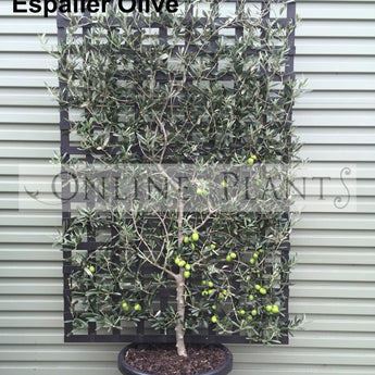 Espalier Olive