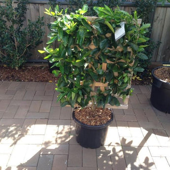 Espalier Lemon Tree