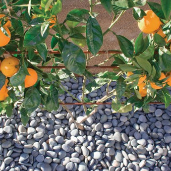 Espalier Mandarin