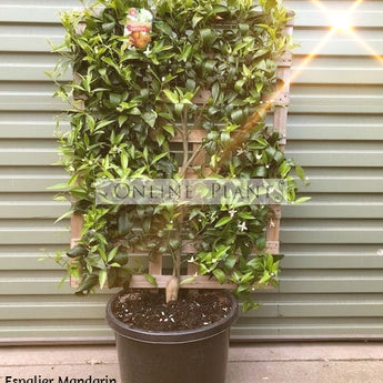 Espalier Mandarin