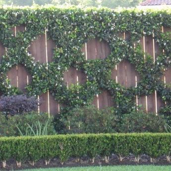 Espalier Star Jasmine