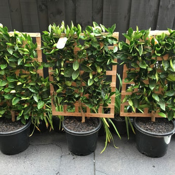 Espalier Orange