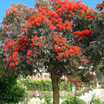 Eucalyptus Ficifolia Red Flowering Gum