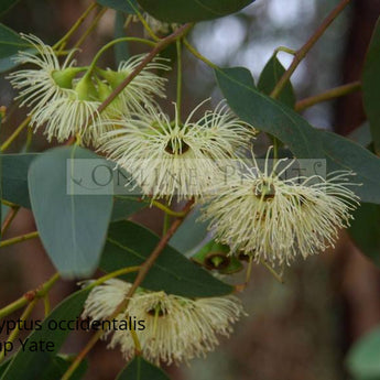 Eucalyptus occidentalis Swamp Yate