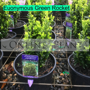 Euonymous Green Rocket