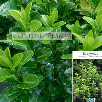 Euonymus Green Rocket