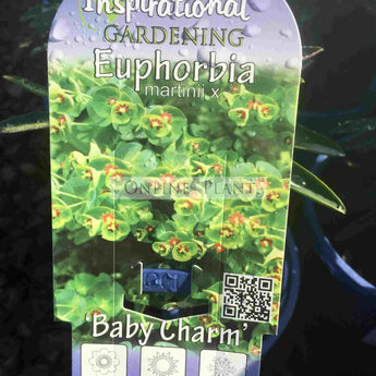 Euphorbia Martinii Baby Charm