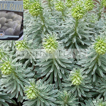 Euphorbia characias Glacier Blue