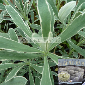 Euphorbia characias Glacier Blue