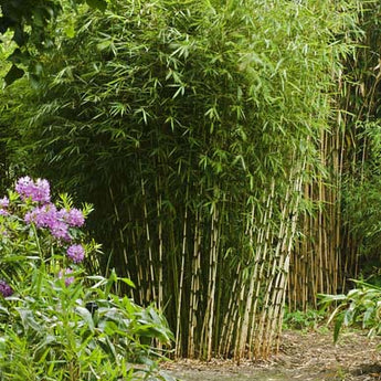 Fargesia Emperor bamboo