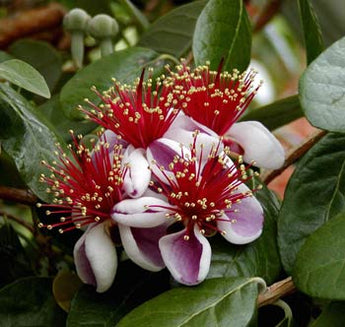 Feijoa Sellowiana, Pineapple Guava