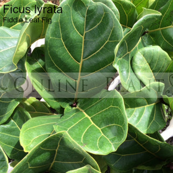 Ficus Lyrata Fiddle Leaf Fig