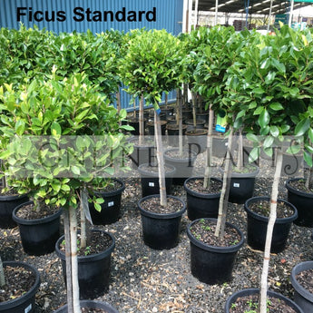 Ficus hillii Standard Ficus