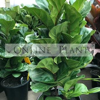 Ficus Lyrata Fiddle Leaf Fig