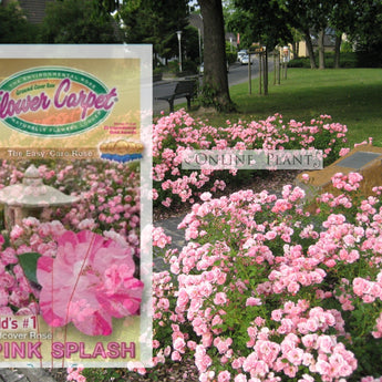 Flower Carpet Rose, Pink Splash