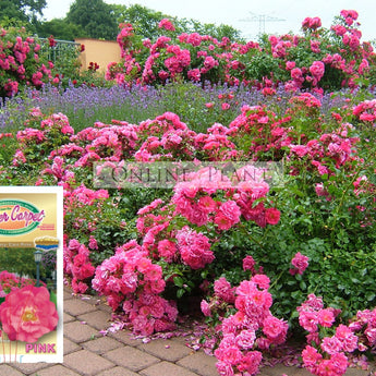 Flower Carpet Rose, Pink