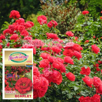 Flower Carpet Rose, Scarlet