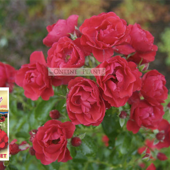 Flower Carpet Rose, Scarlet