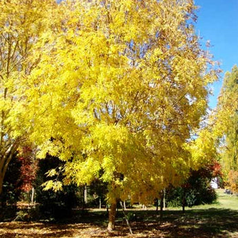 Fraxinus Excelsior Aurea Golden Ash