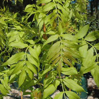 Fraxinus Excelsior Aurea Golden Ash