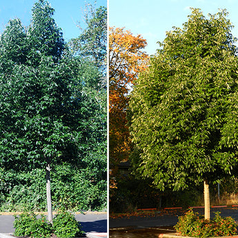 Fraxinus Pennsylvanica Urbanite