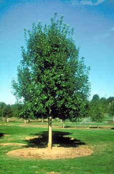 Fraxinus Pennsylvanica Urbanite