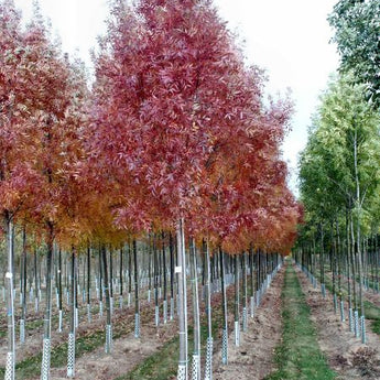 Fraxinus Raywoodii Claret Ash