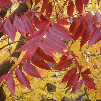 Fraxinus Raywoodii Claret Ash