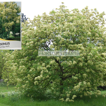 Fraxinus Ornus Flowering Ash