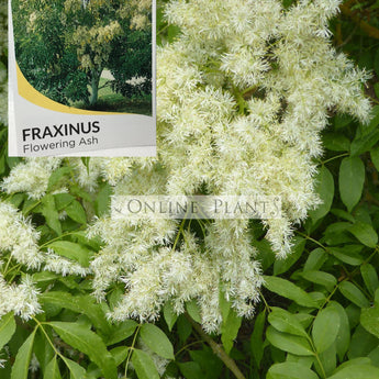 Fraxinus Ornus Flowering Ash