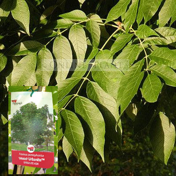 Fraxinus Pennsylvanica Urbanite