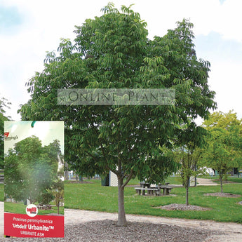 Fraxinus Pennsylvanica Urbanite