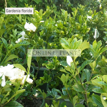 Gardenia Florida