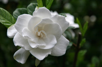 Gardenia Florida