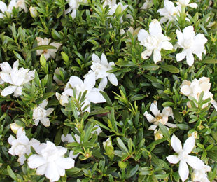 Gardenia Radicans