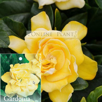 Gardenia Golden Magic