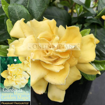 Gardenia Golden Magic