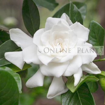 Gardenia Ocean Pearl