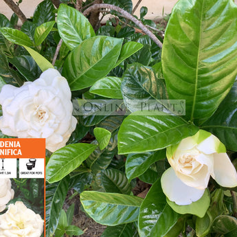 Gardenia Magnifica