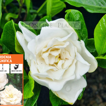 Gardenia Magnifica