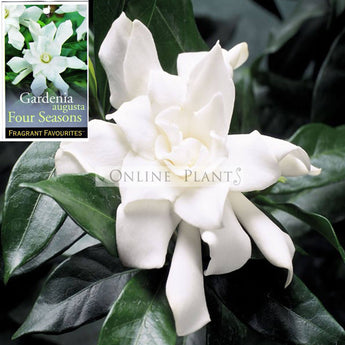 Gardenia augusta Four Seasons