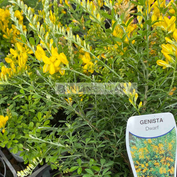 Cytisus Racemosus Dwarf Genista