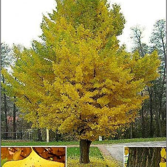 Maidenhair Tree Ginkgo Biloba