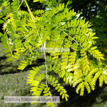 Gleditsia Triacanthos Limegold